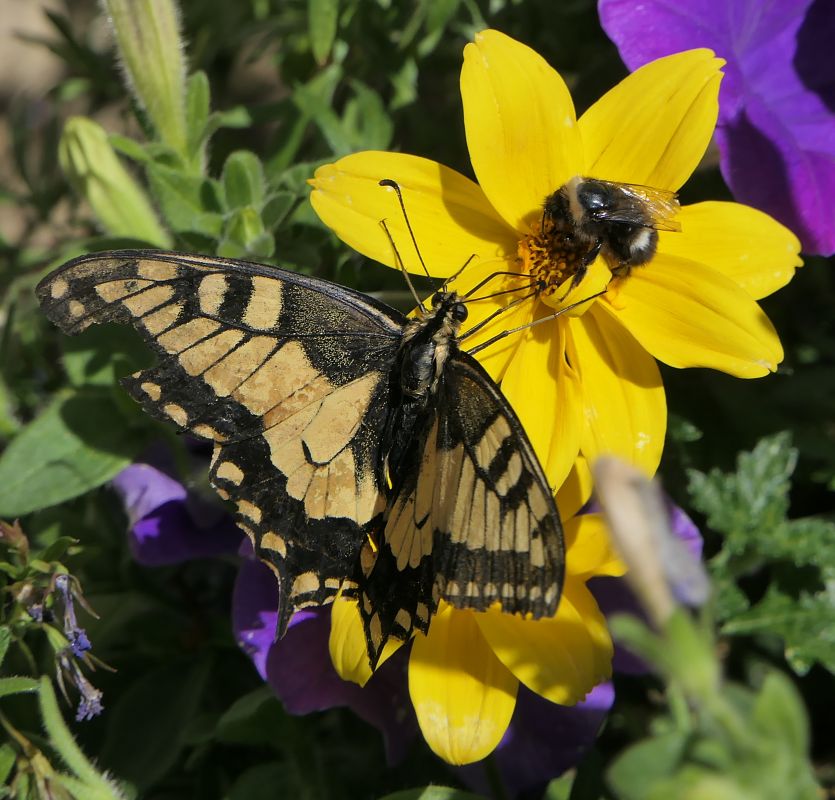 Papilio machaon  - Fabio Angeli