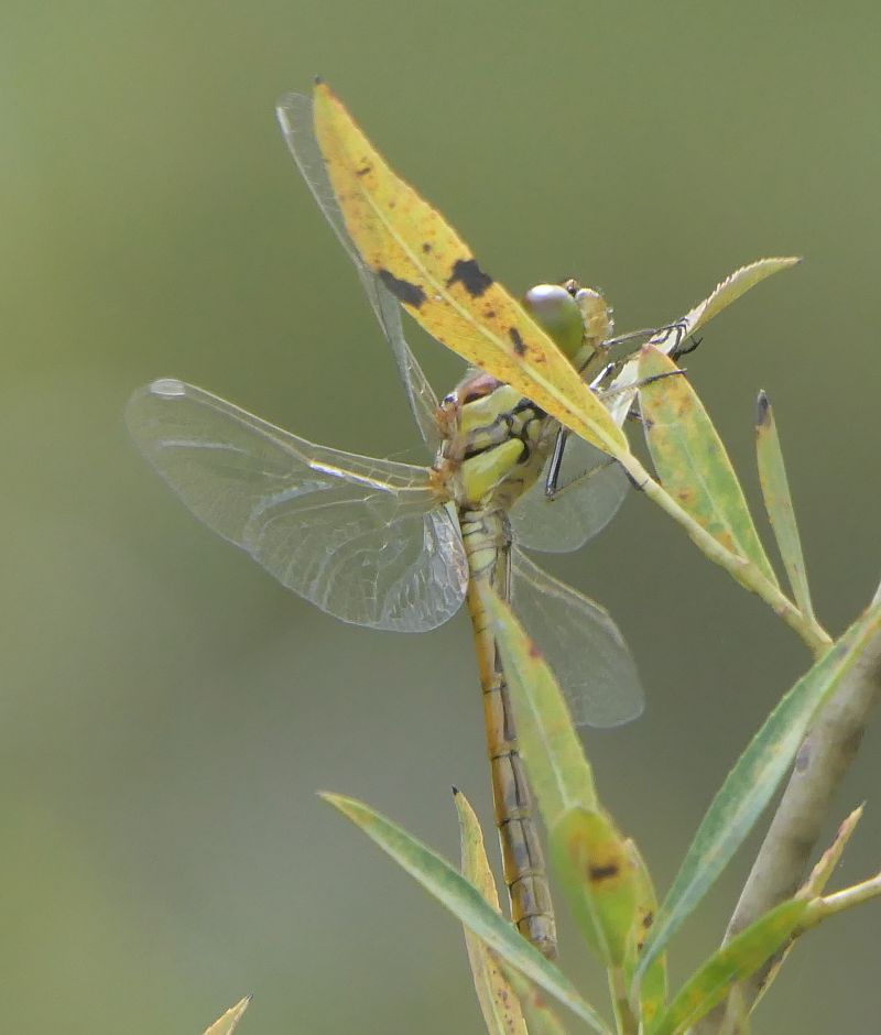 Sympetrum striolatum  - Fabio Angeli