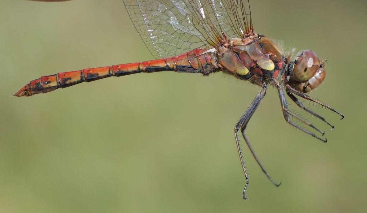 Sympetrum striolatum  - Fabio Angeli