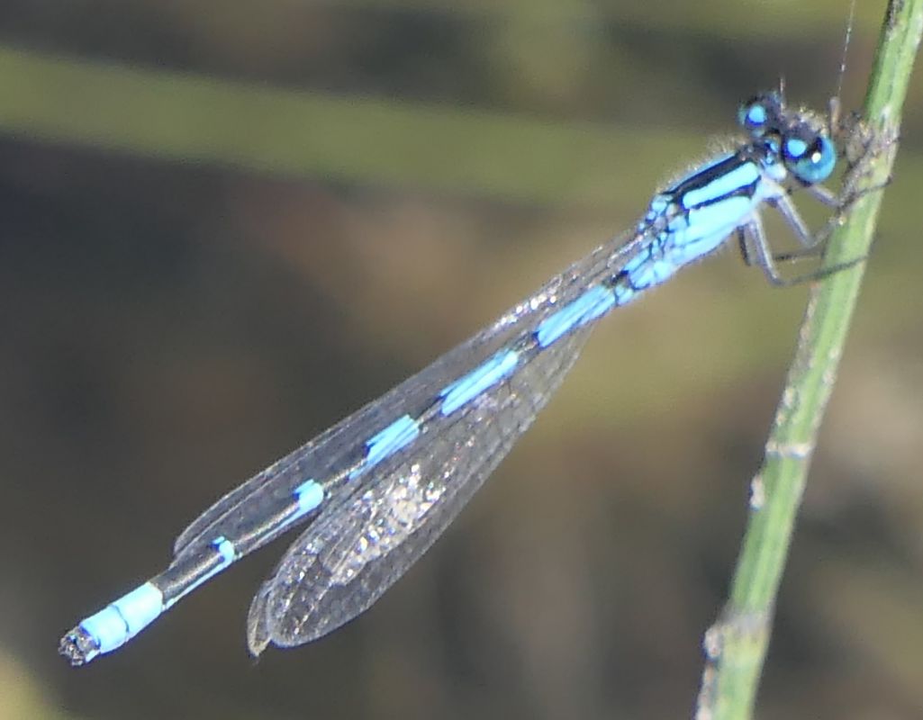 Enallagma cyathigerum  - Fabio Angeli