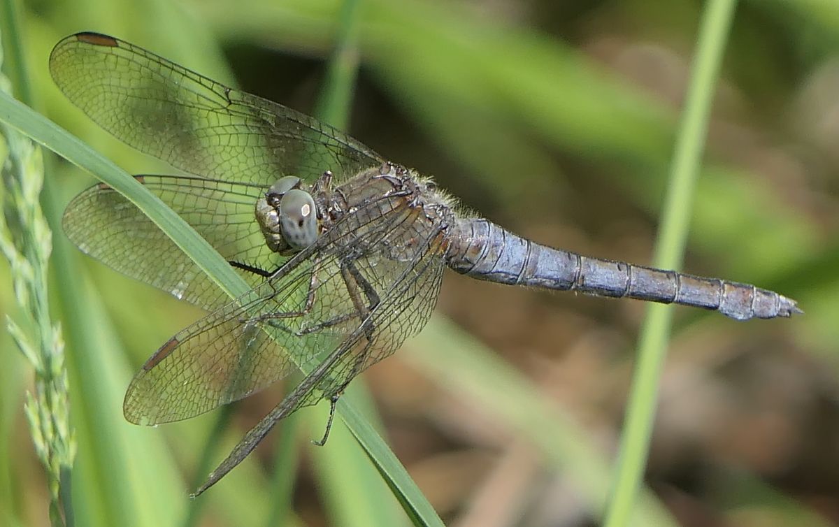 Orthetrum coerulescens  - Fabio Angeli