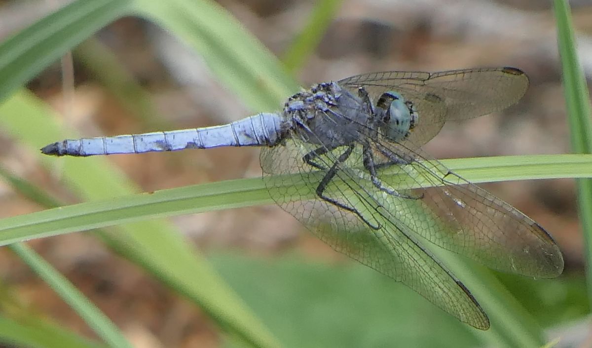 Orthetrum coerulescens  - Fabio Angeli