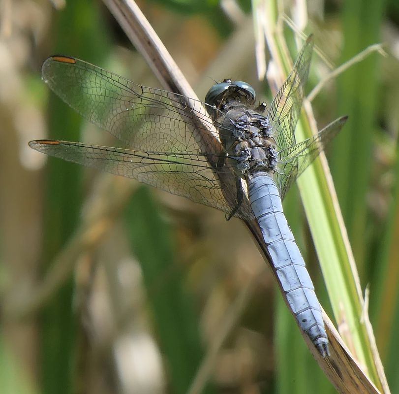 Orthetrum coerulescens  - Fabio Angeli