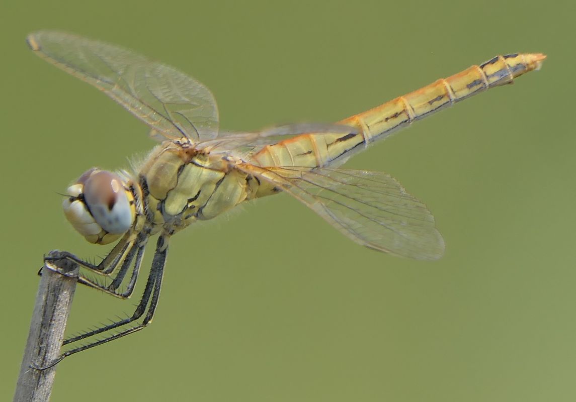 Sympetrum fonscolombei  - Fabio Angeli