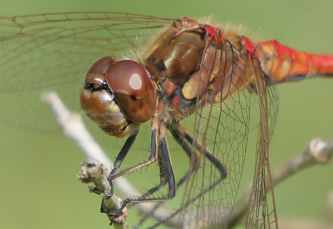 Sympetrum vulgatum  - Fabio Angeli
