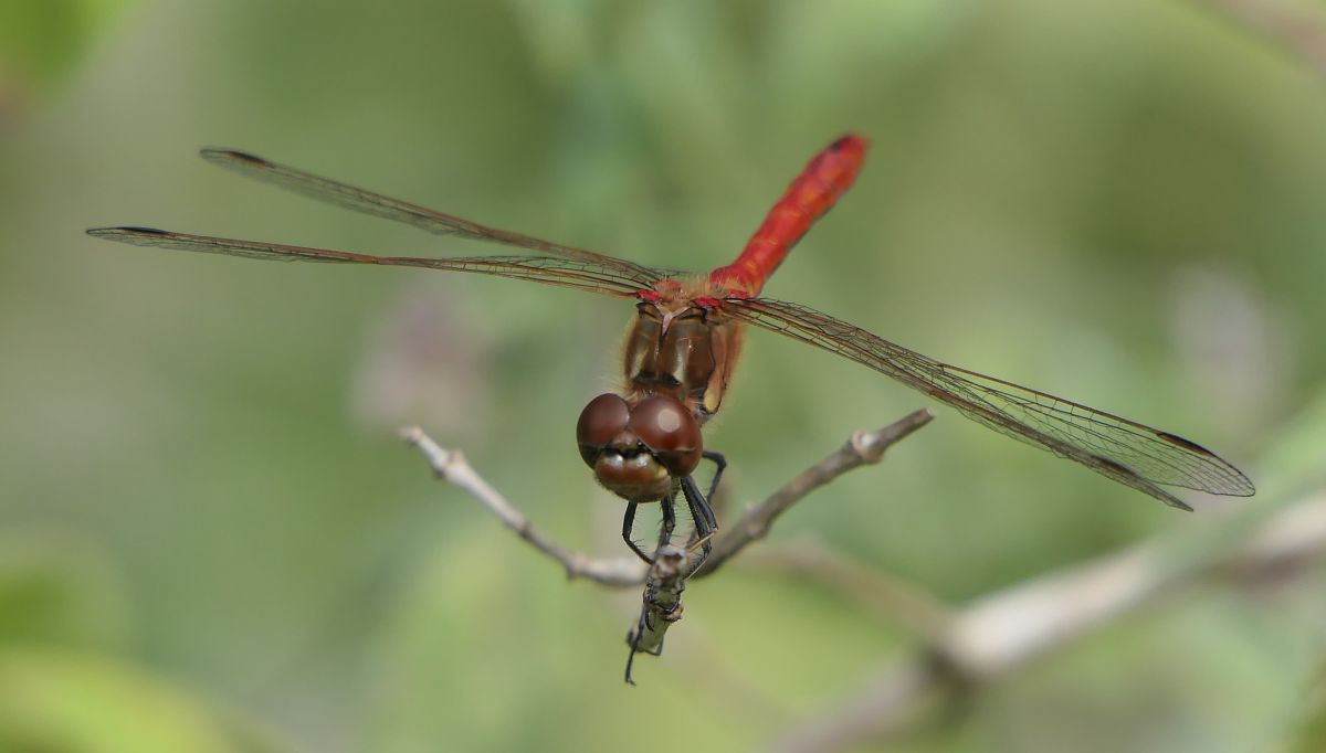 Sympetrum vulgatum  - Fabio Angeli