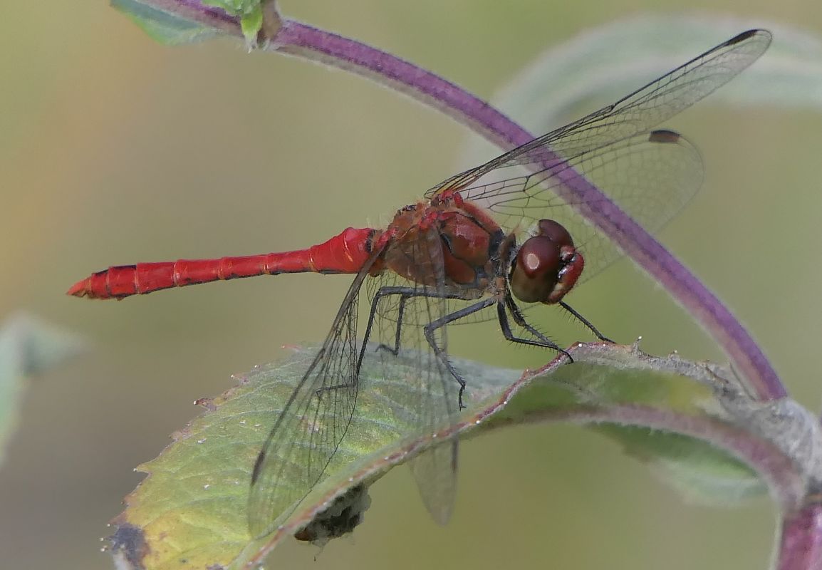 Sympetrum sanguineum  - Fabio Angeli