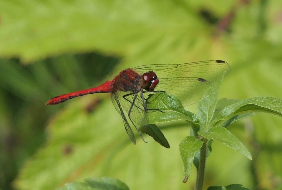 Sympetrum sanguineum  - Fabio Angeli