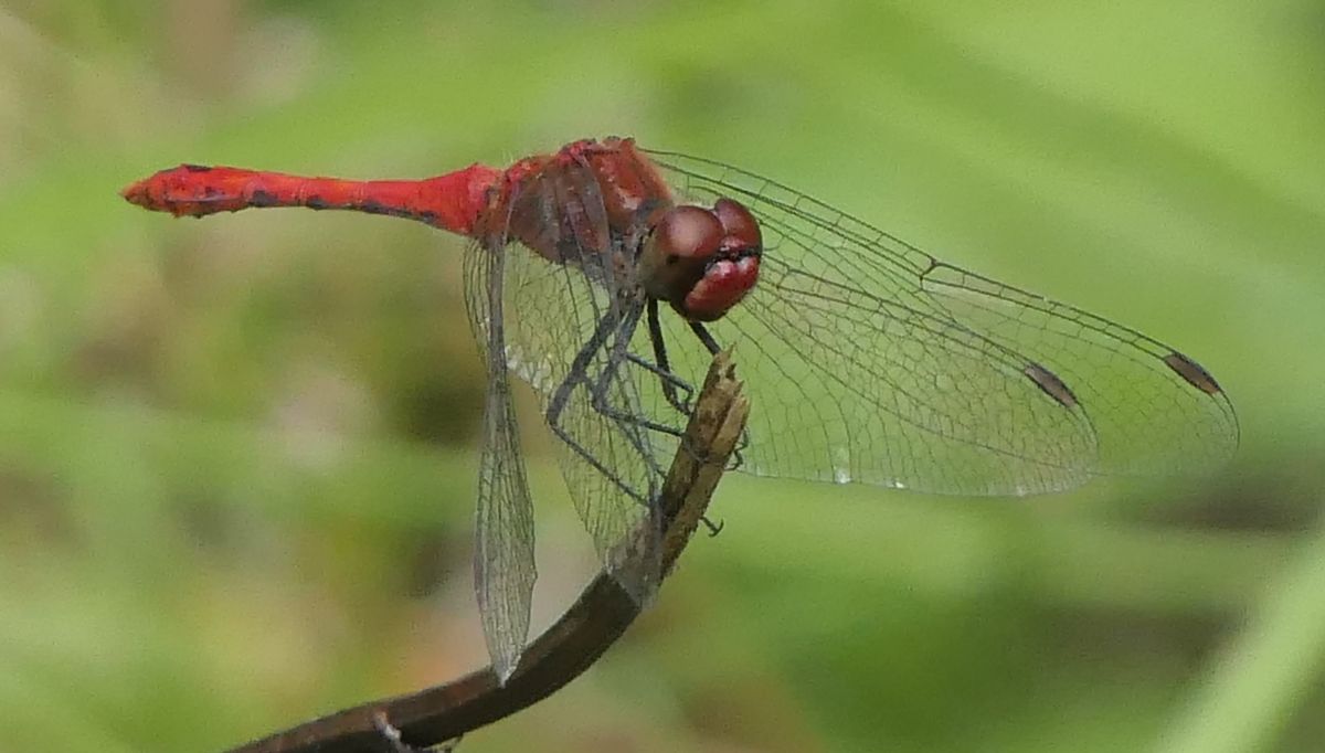 Sympetrum sanguineum  - Fabio Angeli