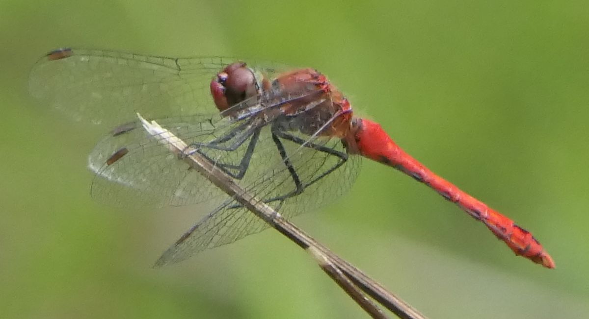 Sympetrum sanguineum  - Fabio Angeli
