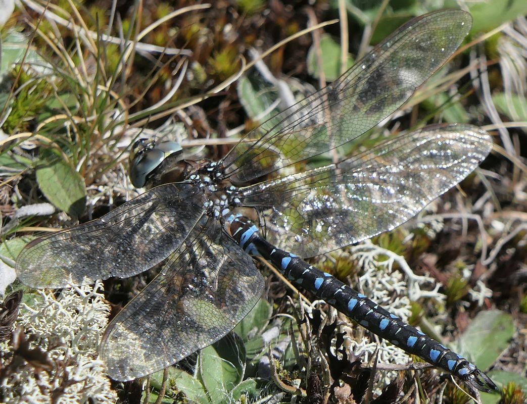 Aeshna juncea  - Fabio Angeli