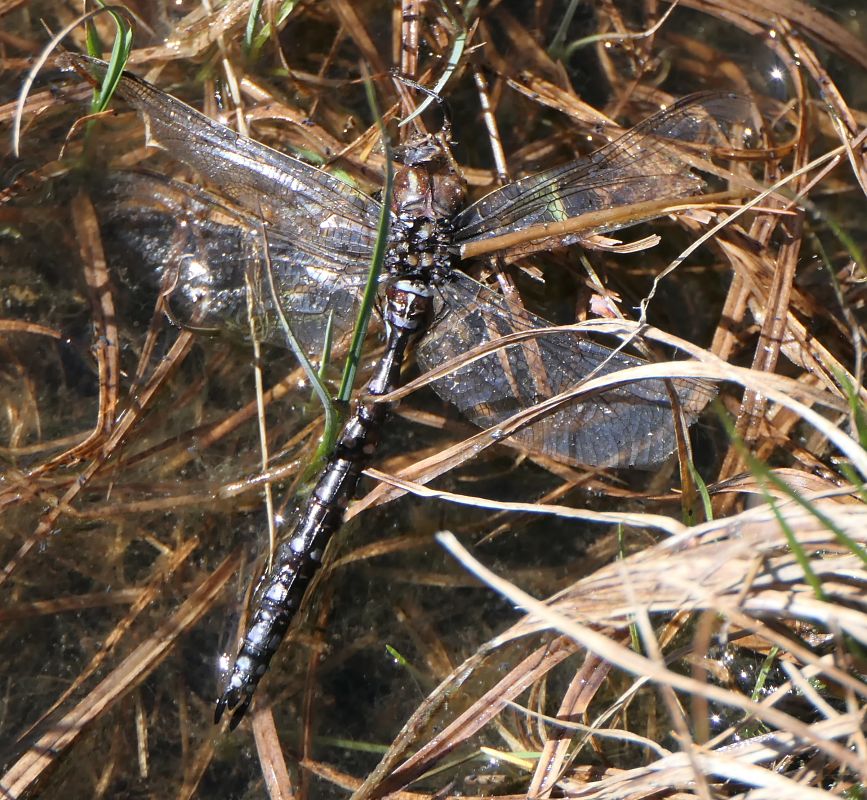 Aeshna juncea  - Fabio Angeli