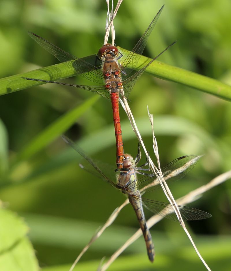 Sympetrum striolatum  - Fabio Angeli