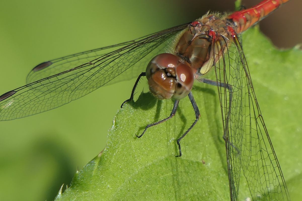 Sympetrum striolatum  - Fabio Angeli