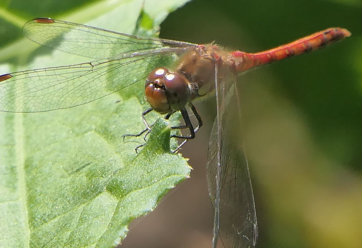 Sympetrum striolatum  - Fabio Angeli