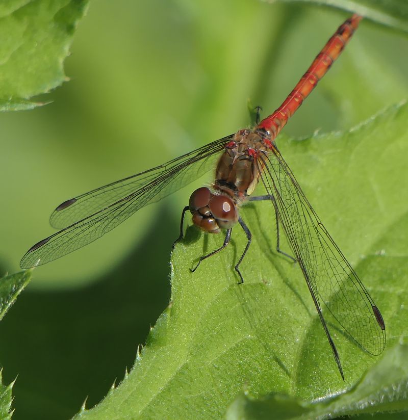 Sympetrum striolatum  - Fabio Angeli