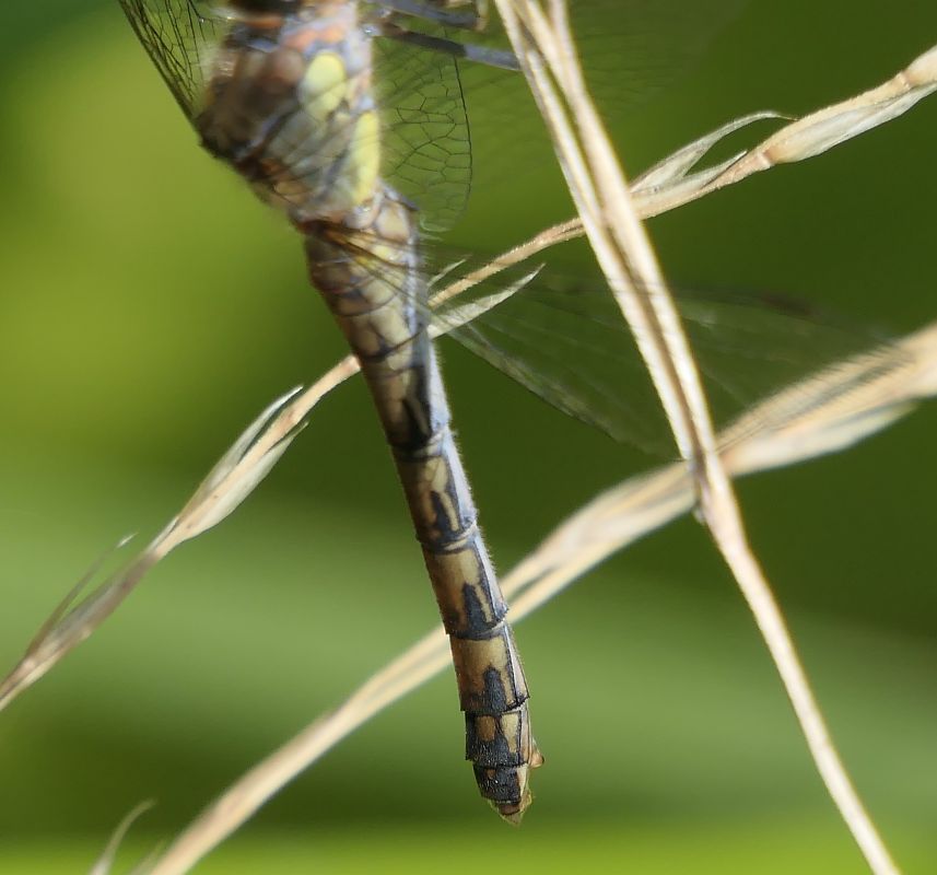 Sympetrum striolatum  - Fabio Angeli