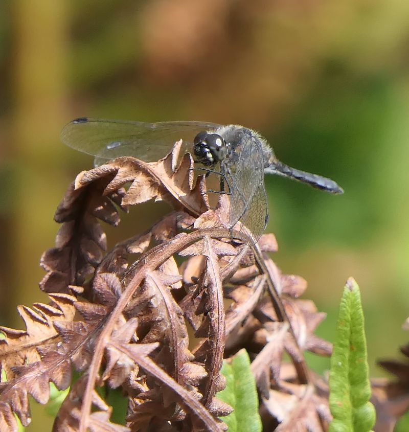 Sympetrum danae  - Fabio Angeli