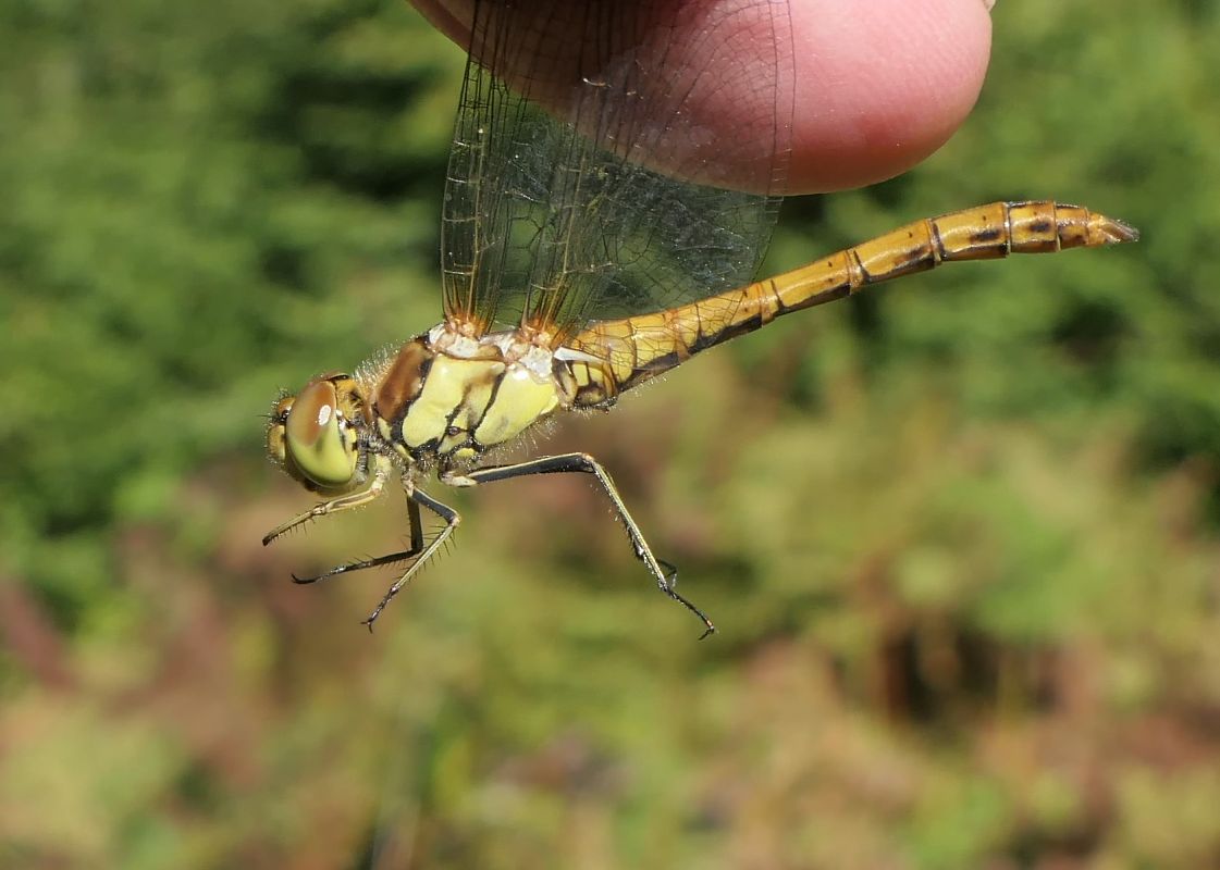 Sympetrum striolatum  - Fabio Angeli