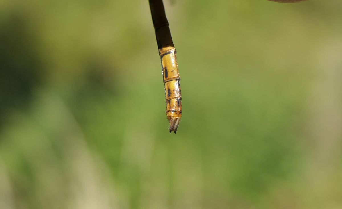 Sympetrum striolatum  - Fabio Angeli
