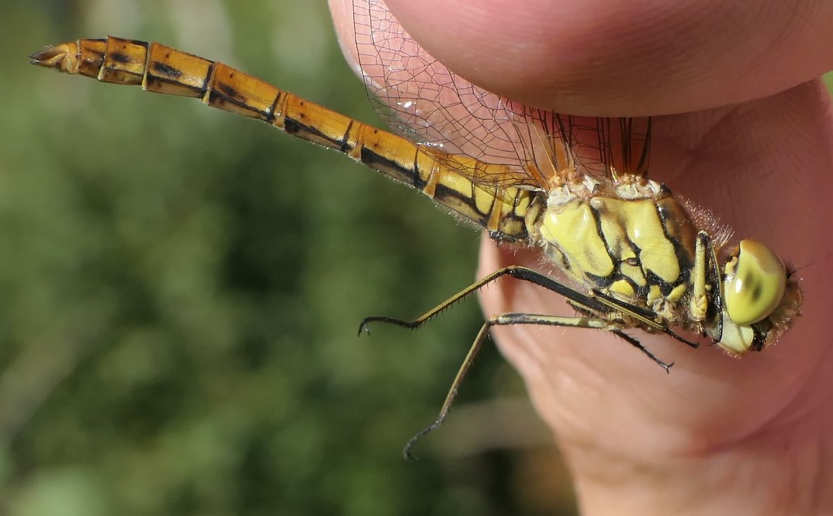 Sympetrum striolatum  - Fabio Angeli