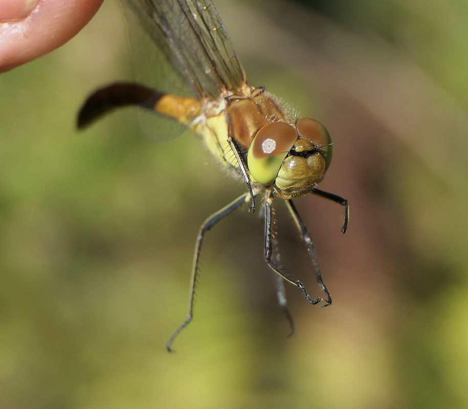 Sympetrum striolatum  - Fabio Angeli