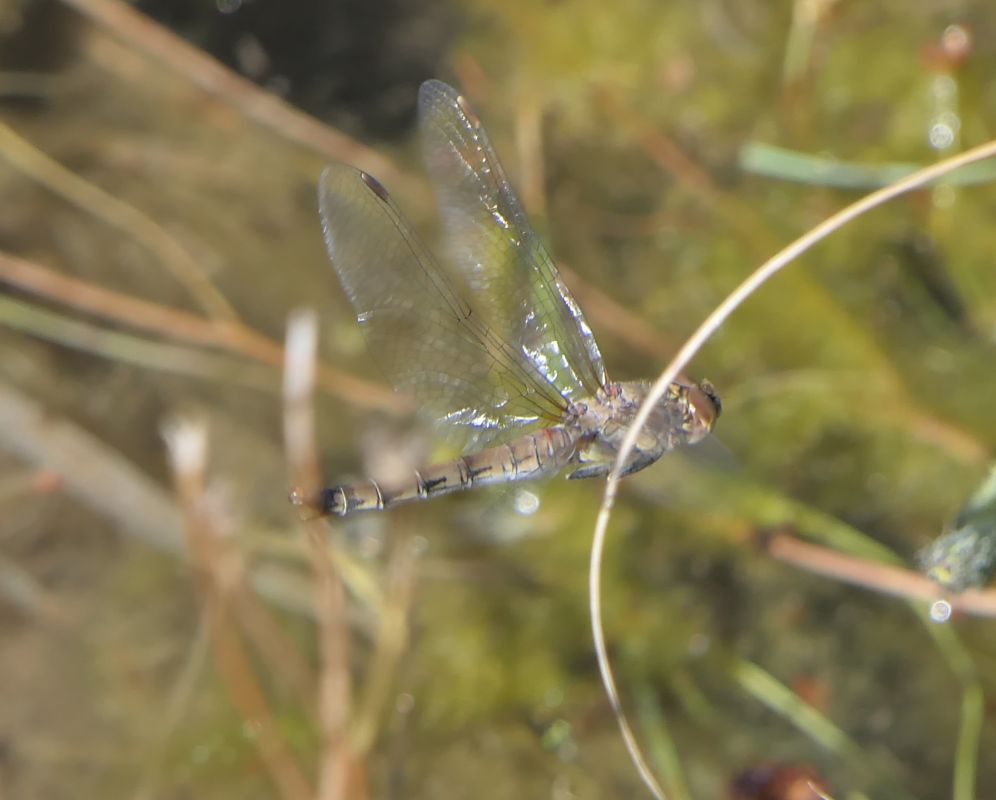 Sympetrum striolatum  - Fabio Angeli