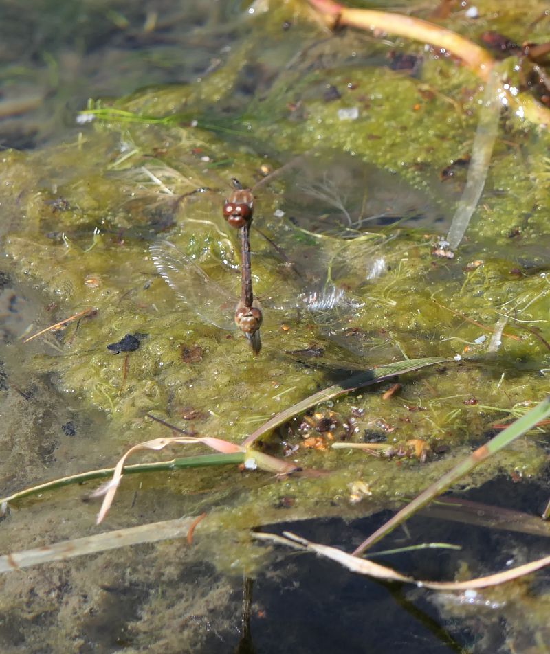 Sympetrum striolatum  - Fabio Angeli