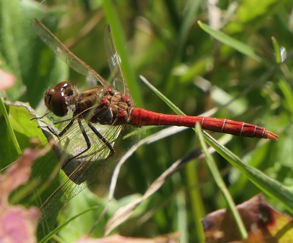 Sympetrum vulgatum  - Fabio Angeli