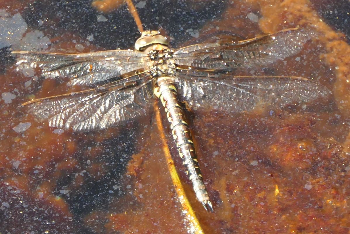 Aeshna juncea  - Fabio Angeli