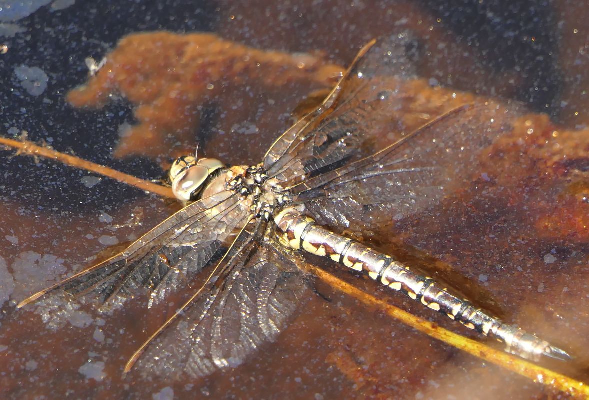 Aeshna juncea  - Fabio Angeli