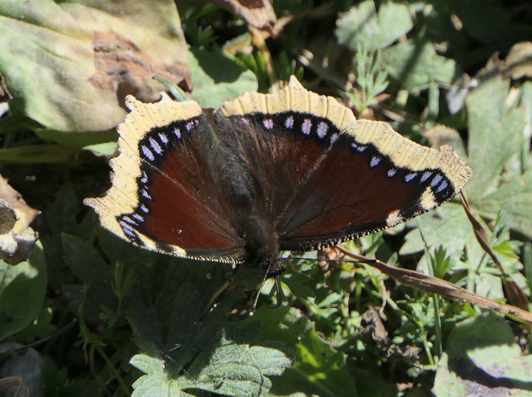 Nymphalis antiopa  - Fabio Angeli