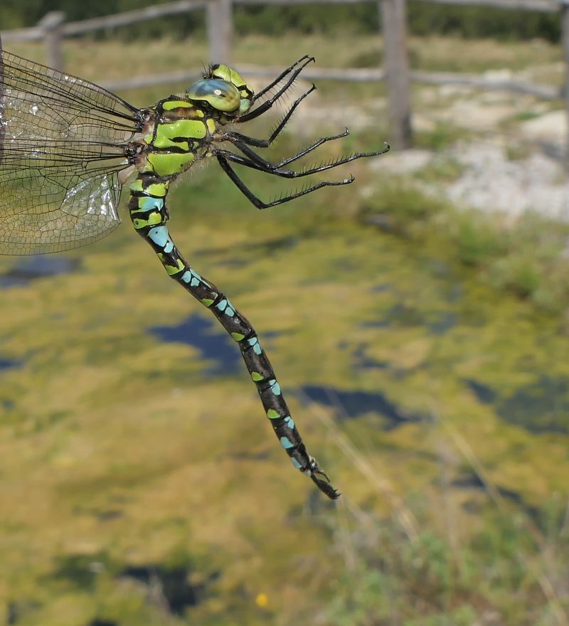 Aeshna cyanea  - Fabio Angeli