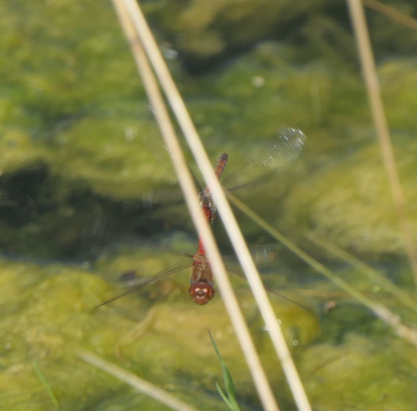 Sympetrum striolatum  - Fabio Angeli