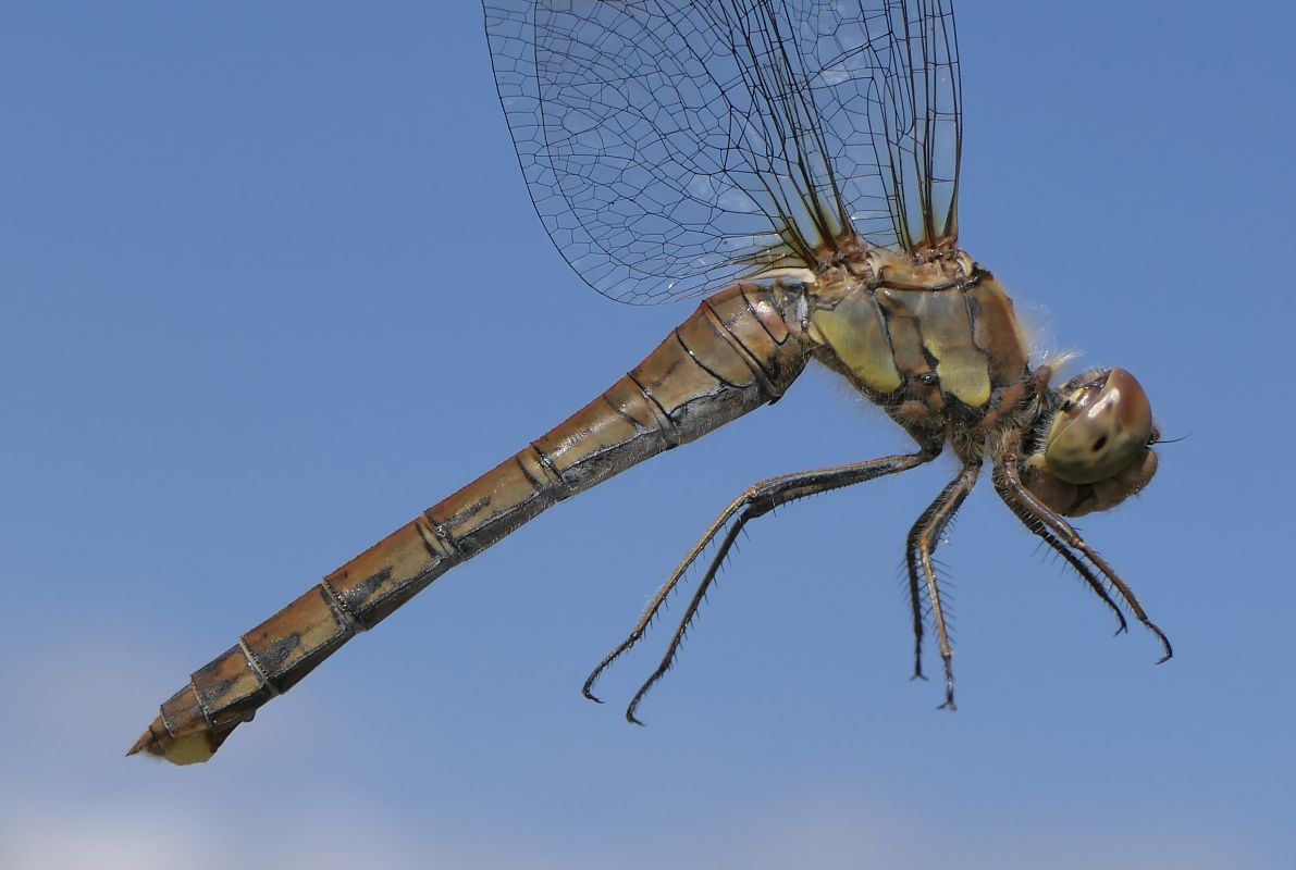 Sympetrum striolatum  - Fabio Angeli