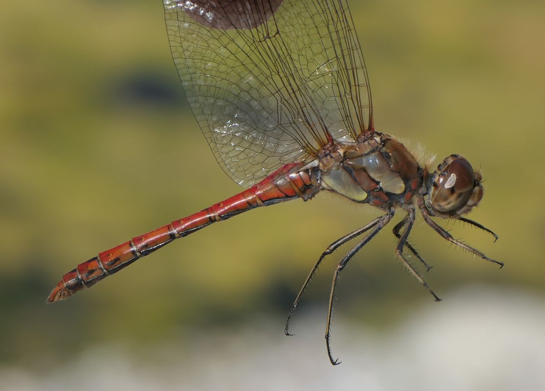 Sympetrum striolatum  - Fabio Angeli