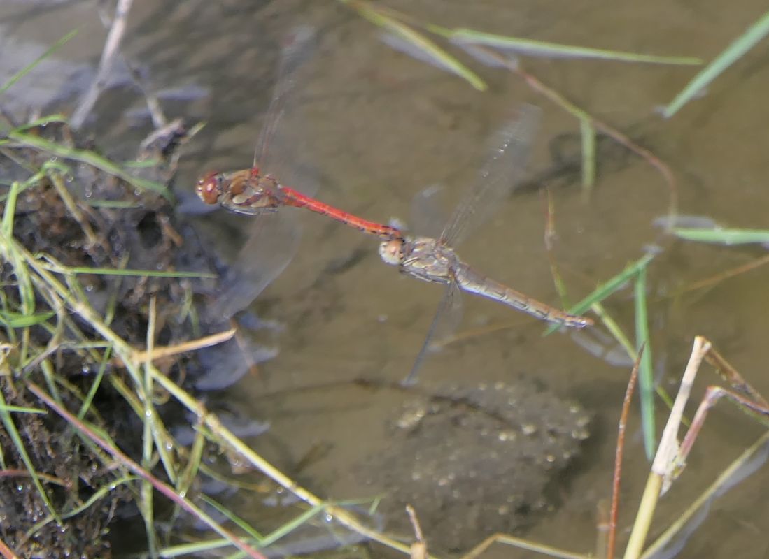 Sympetrum striolatum  - Fabio Angeli