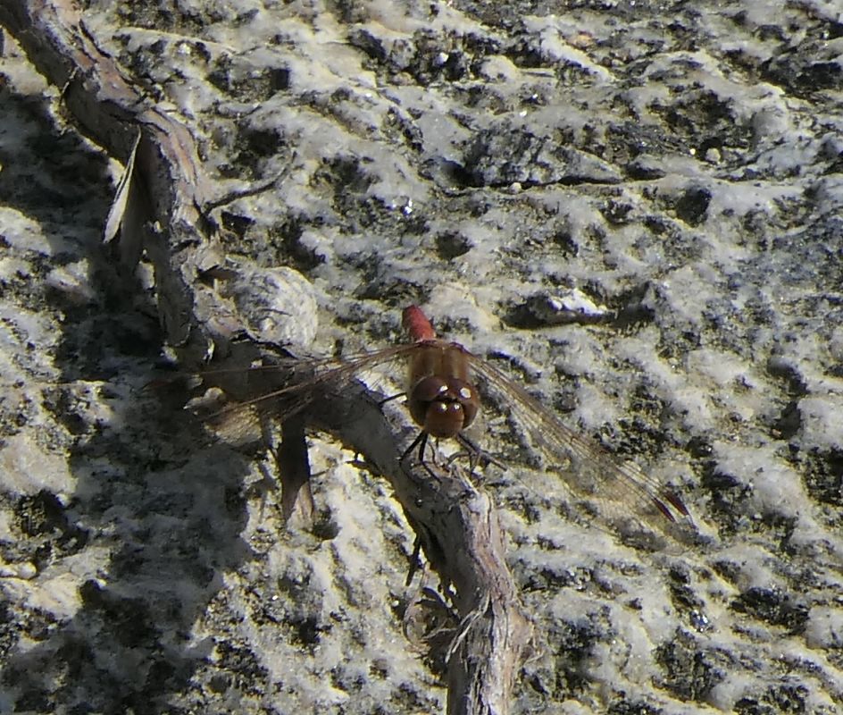 Sympetrum striolatum  - Fabio Angeli