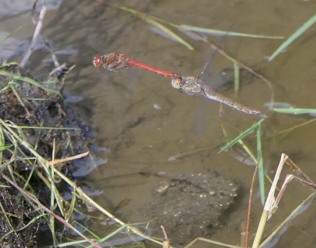 Sympetrum striolatum  - Fabio Angeli