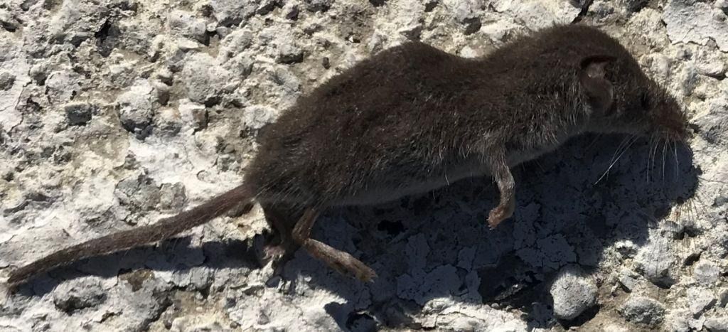 Crocidura sp.  - Carlo Ciani