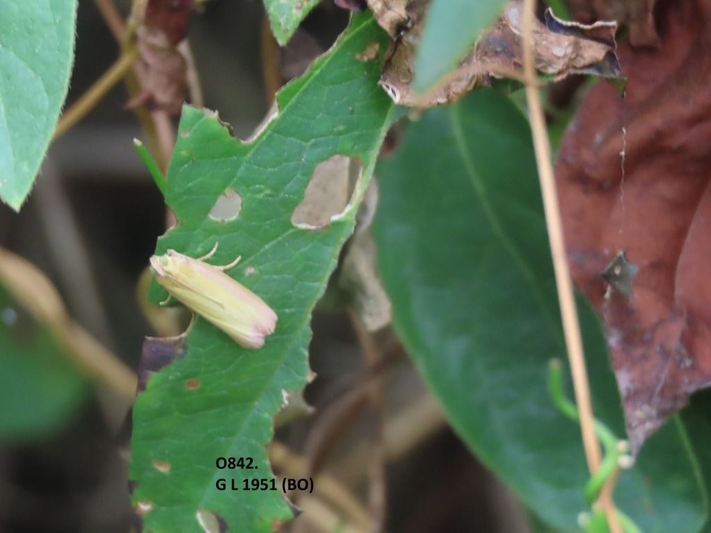 Oncocera semirubella  - Giorgio Leoni