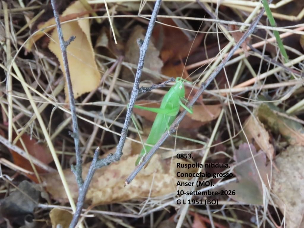 Ruspolia nitidula  - Giorgio Leoni