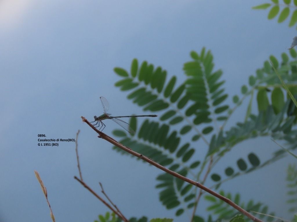 Lestes sp.  - Giorgio Leoni