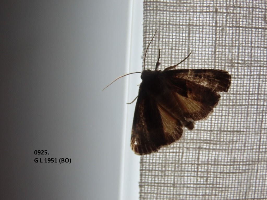 Thalpophila matura  - Giorgio Leoni