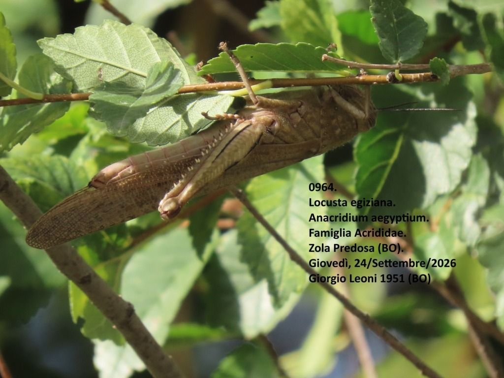 Anacridium aegyptium  - Giorgio Leoni