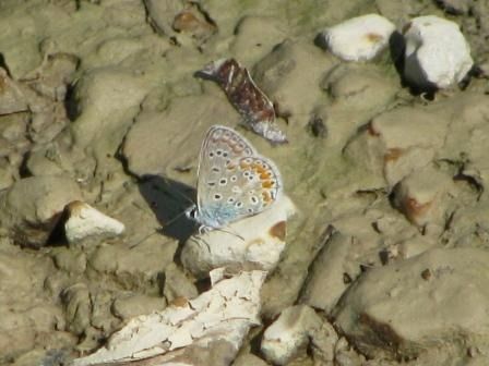 Polyommatus icarius # *  - Fabio Simonazzi