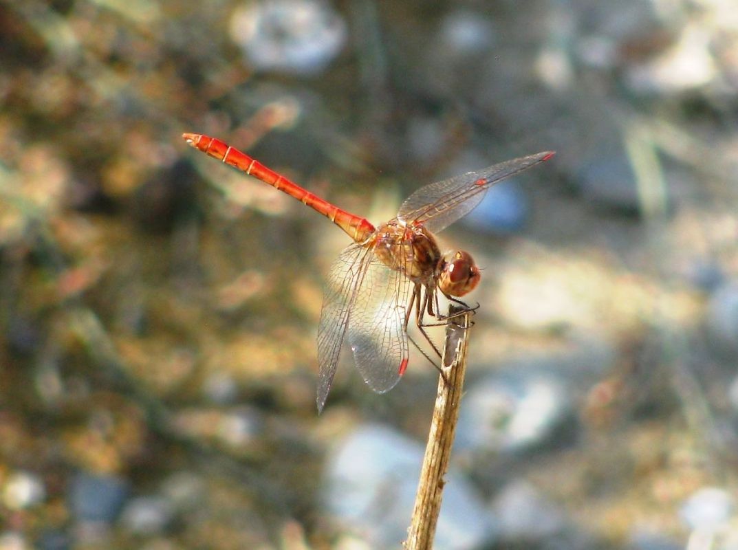 Sympetrum meridionale  - Fabio Simonazzi