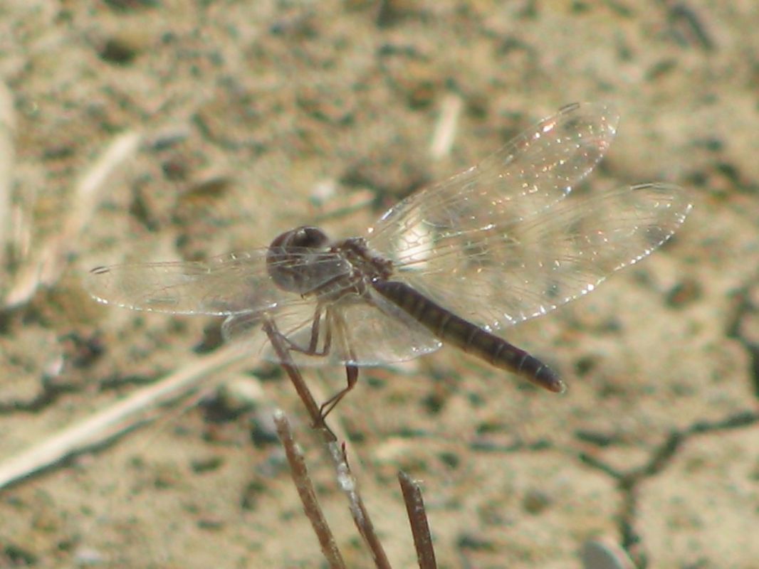 Selysiothemis nigra  - Fabio Simonazzi