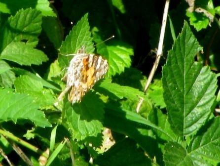 Vanessa cardui  - Fabio Simonazzi
