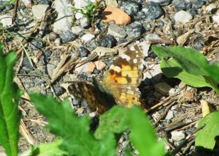Vanessa cardui  - Fabio Simonazzi